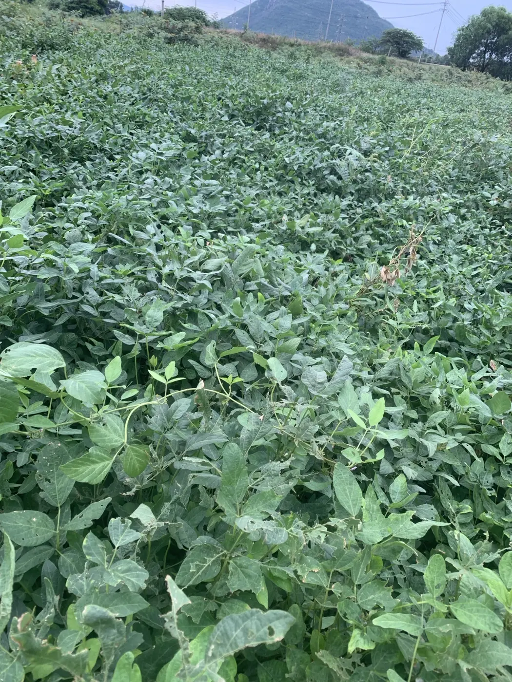 Ruộng đậu tương xanh tại vùng nguyên liệu